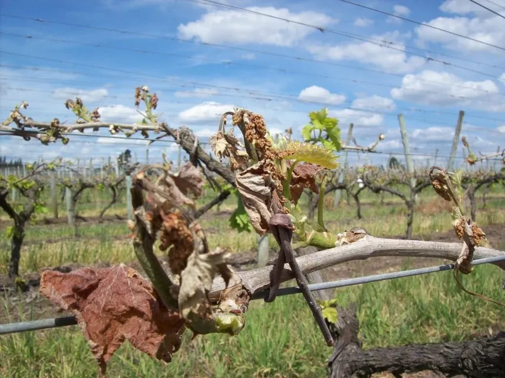Los daños fueron de diversa magnitud y varían mucho de un viñedo a otro.