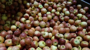 Dólar bajo en Argentina cubre las rutas de manzanas podridas