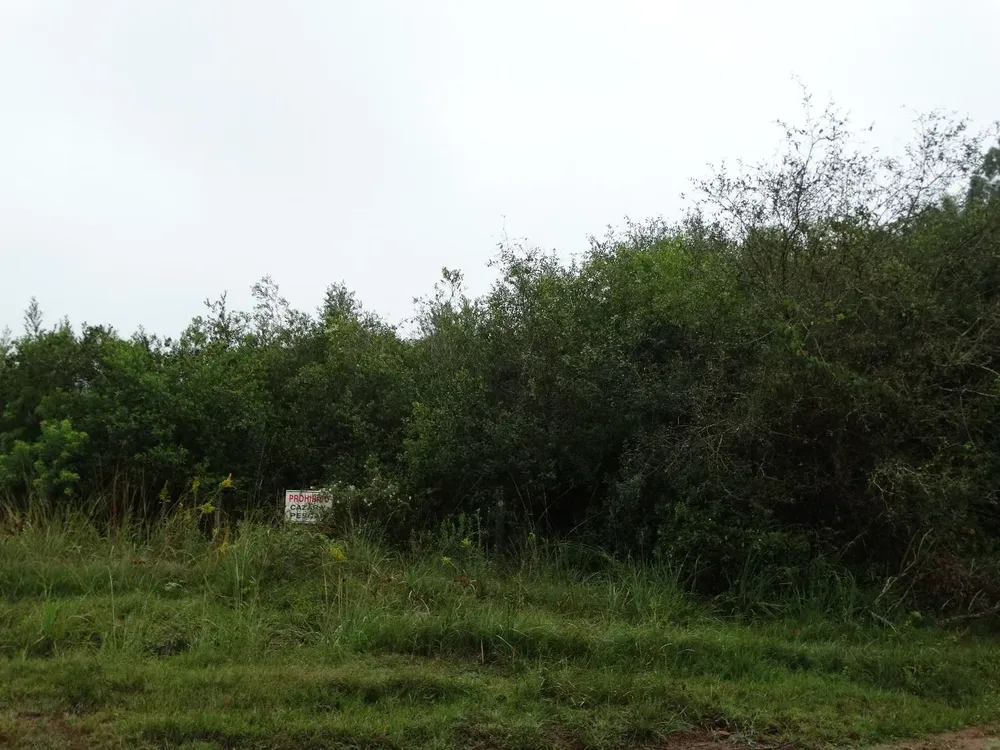 Bosque nativo en Rivera, Uruguay.