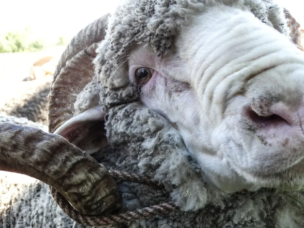 Carnero de la raza Merino Australiano.