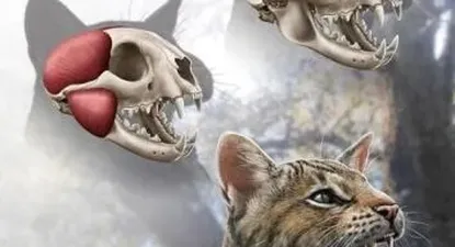 Descubren una nueva especie felina que vivió en Madrid hace 15 millones de años.