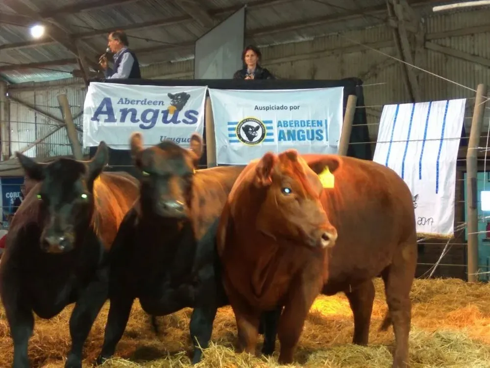 Los Angus de Bayucuá fueron rematados por Zambrano & Cía y Correa & San Román