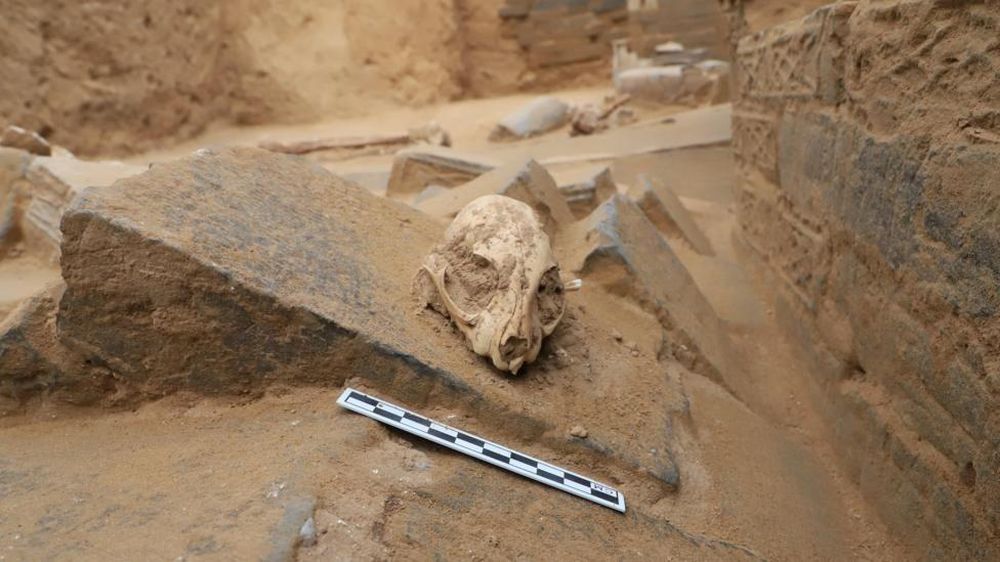 Cráneo de un gato leopardo hallado en una tumba de la dinastía Han en la ciudad de Xinzheng, provincia de Henan, China.