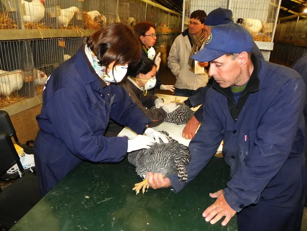 Veterinarios del MGAP controlan al 100% de las aves