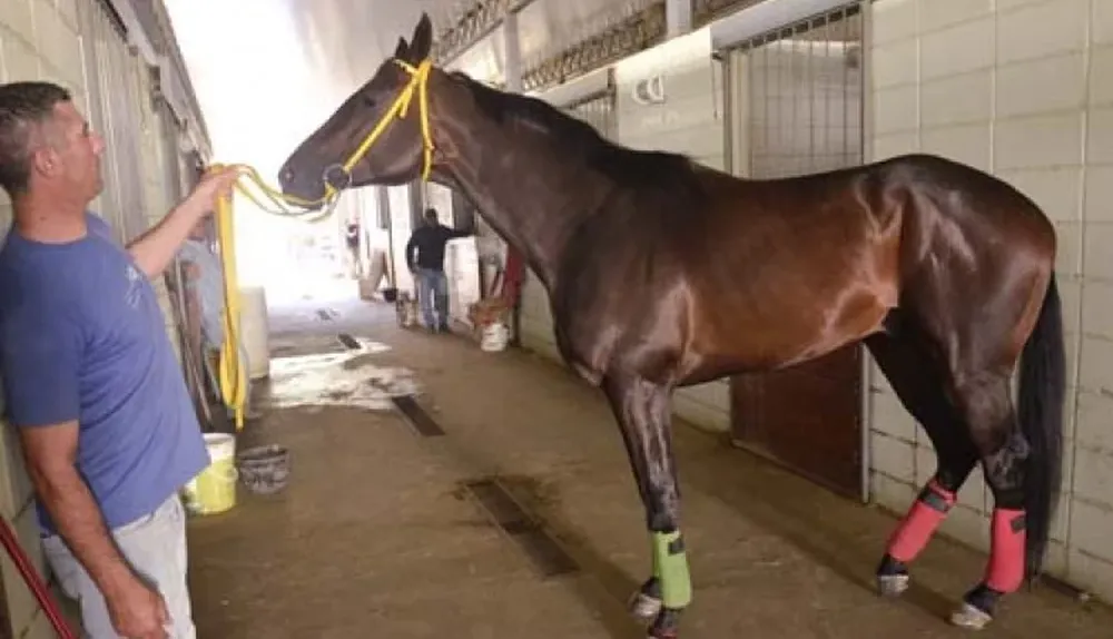 Sir Fever en el stud Oro Negro de Maroñas