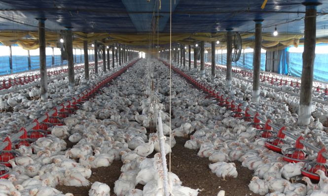 Sector avícola: granja de engorde de pollos parrilleros.