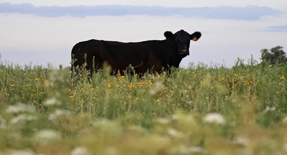 El 2025 cierra con récord de concursos de acreedores tras la caída de los llamados fondos ganaderos
