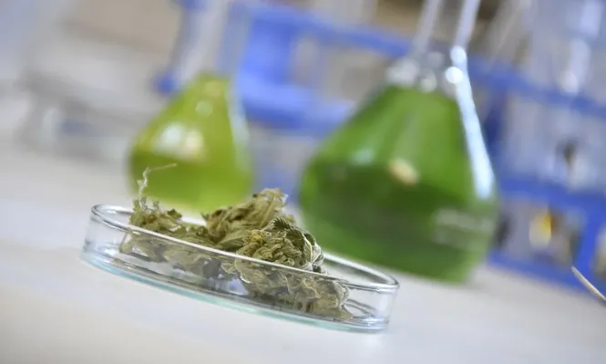 Las formulaciones magistrales a base de cannabis deben ser prescriptas por médico tratante