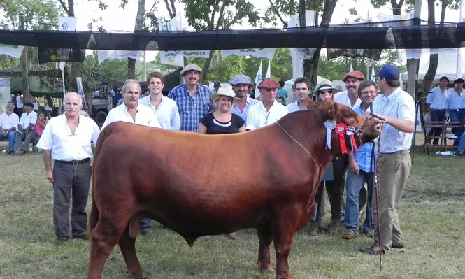 La estampa de un gran campeón Angus, lo expuso cabaña Cambá Pytá enDurazno