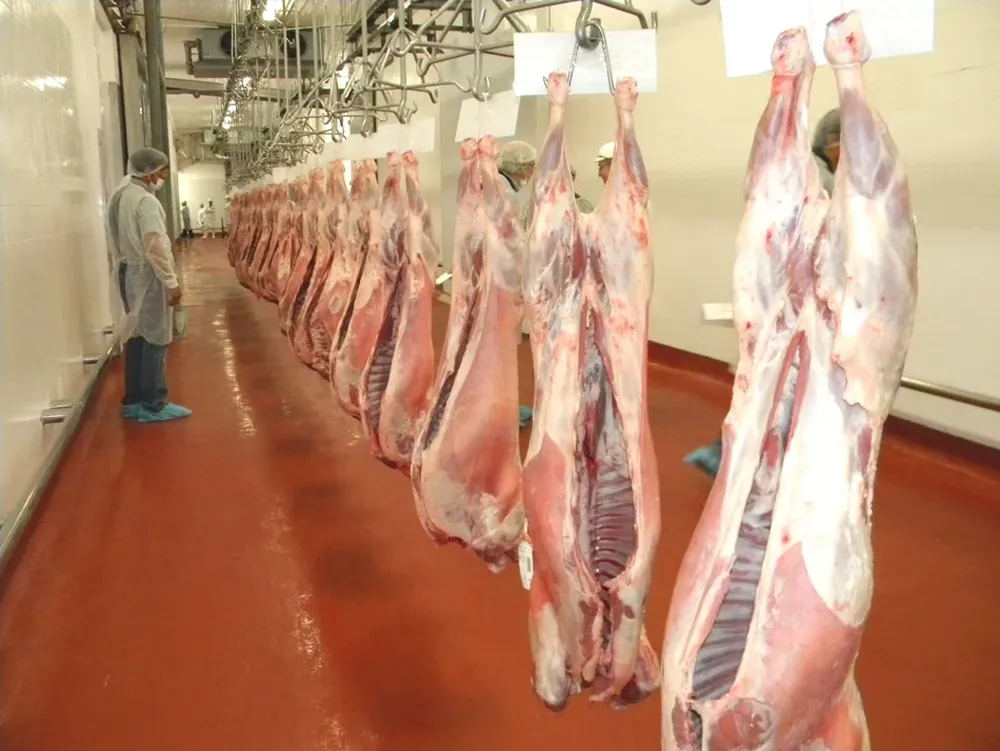 Precio del cordero pesado bajó ocho centavos de dólar por kilo a la carne