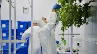 Industria del cannabis: Uruguay busca la apertura de nuevos mercados en Europa y la atracción de inversión extranjera
