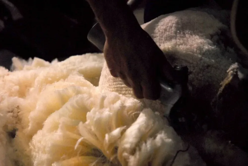 La lana cotizó a la baja esta semana en Australia