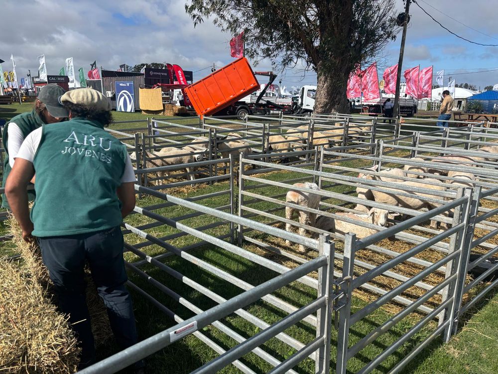 Sector ovino en la Expo Rural de Melilla 2026.
