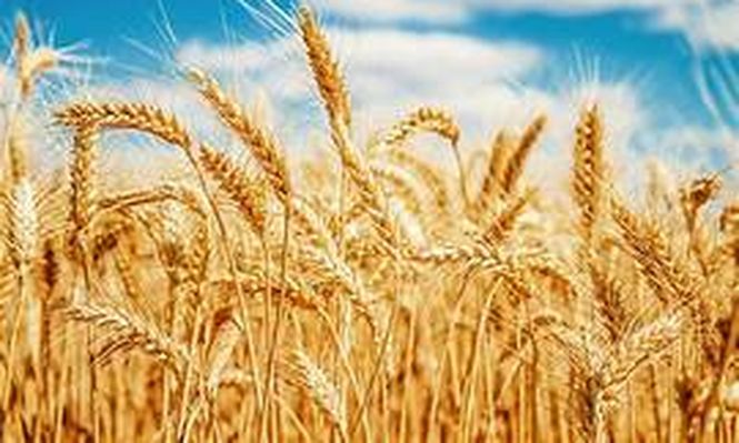 El complejo cerealero-oleaginoso liquidó U$S1.850 millones en enero