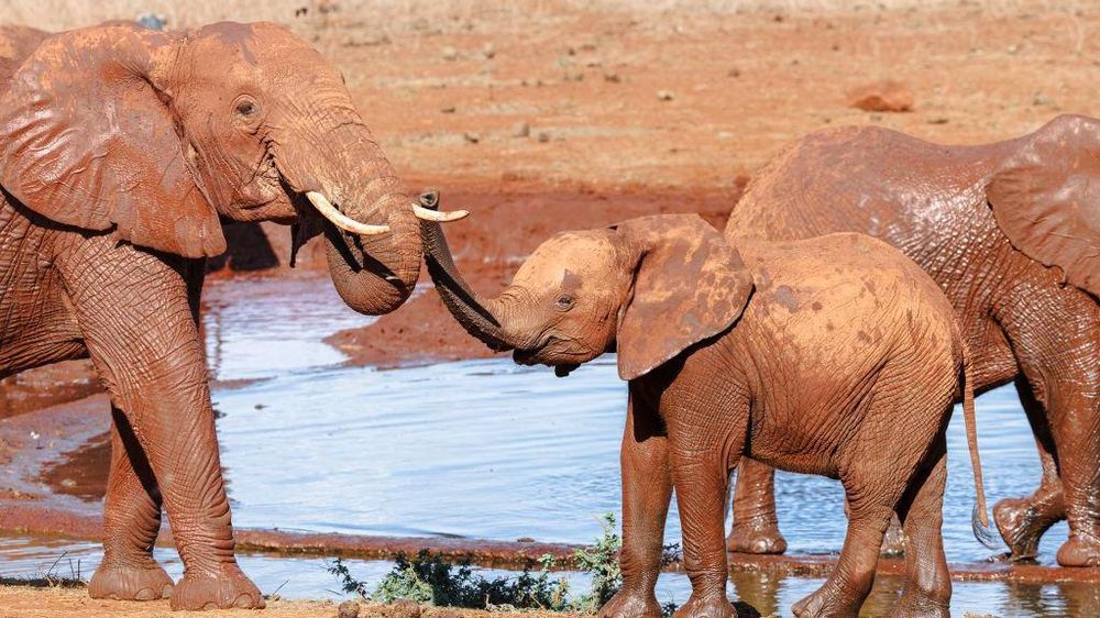 Los elefantes se acercan a las zonas pobladas por humanos en busca de agua y alimentos.