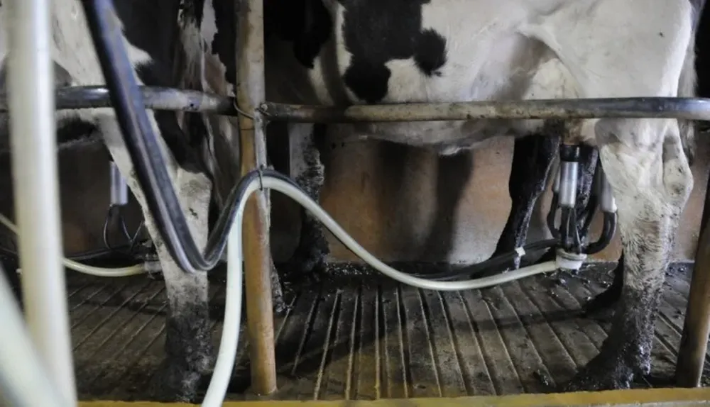 Lechería y arroz son dos de los rubros que más electricidad utilizan