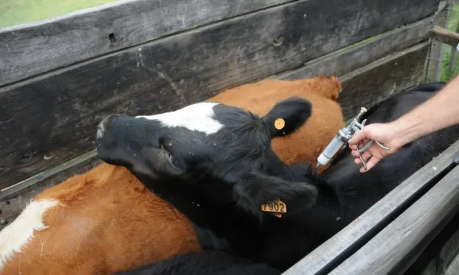 Paraná pidió dejar de vacunar contra la aftosa en 2019