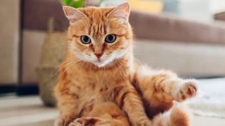 Día del Gato, ¿por qué se celebra hoy viernes 8 de agosto en todo el mundo?