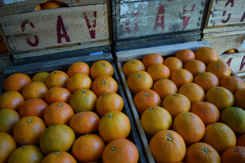 Cítricos: producción de alto impacto por el empleo que genera y el abasto interno y al mercado externo.