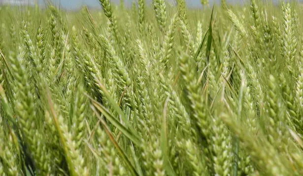 El trigo mantendría el área de la campaña pasada