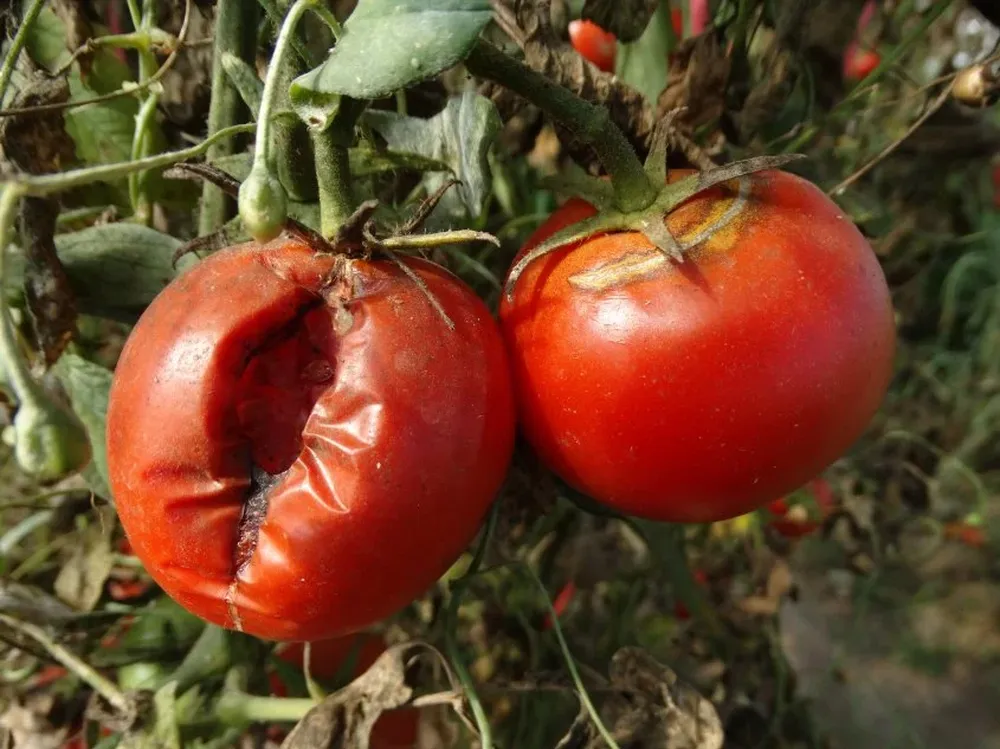 El MGAP aseguró que la fruta que se rescató y llegó al mercado es apta para el consumo.