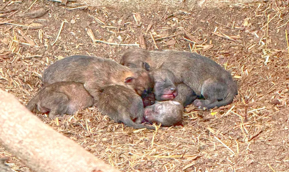 Crías de dhole en Terra Natura Benidorm.
