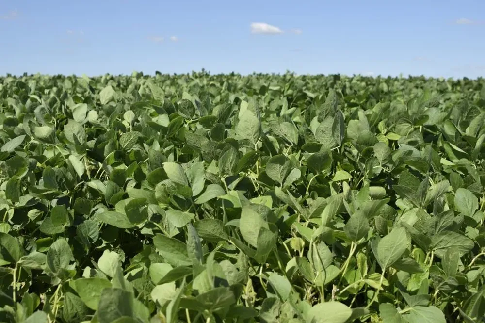 El área de soja en Uruguay supera el millón de hectáreas.