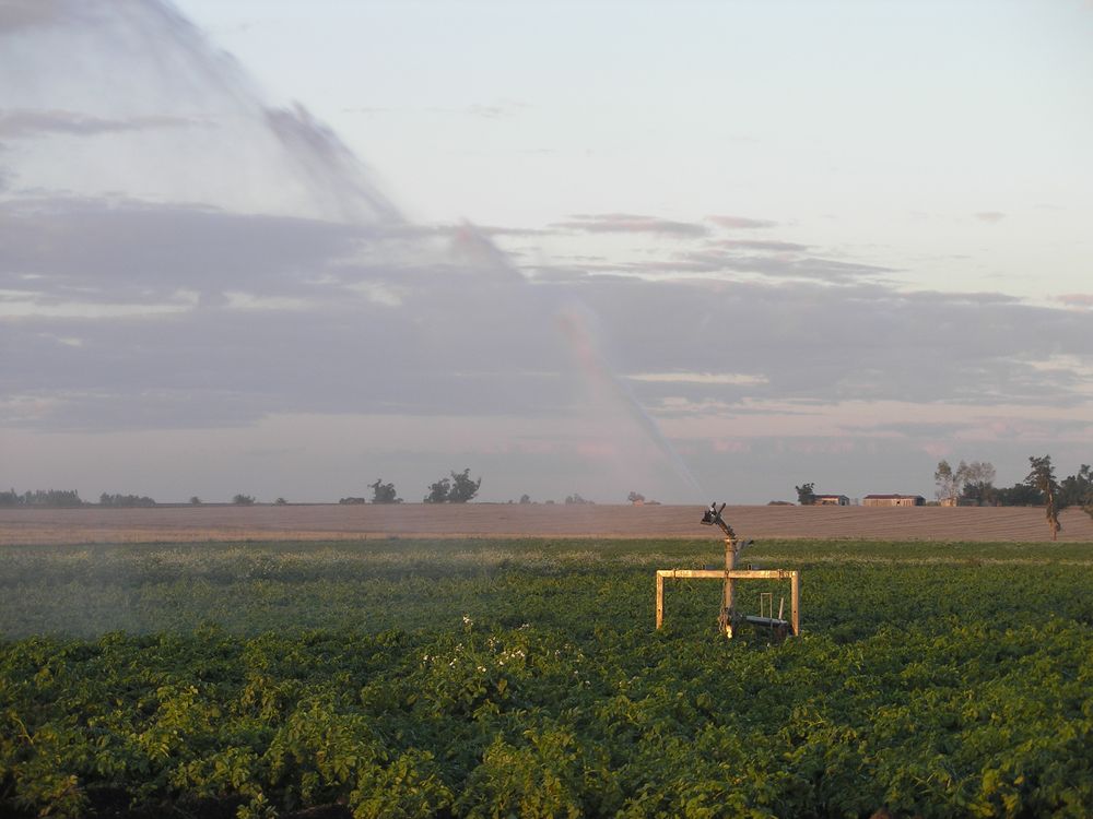 Riego en un sistema productivo de papa, en San José.