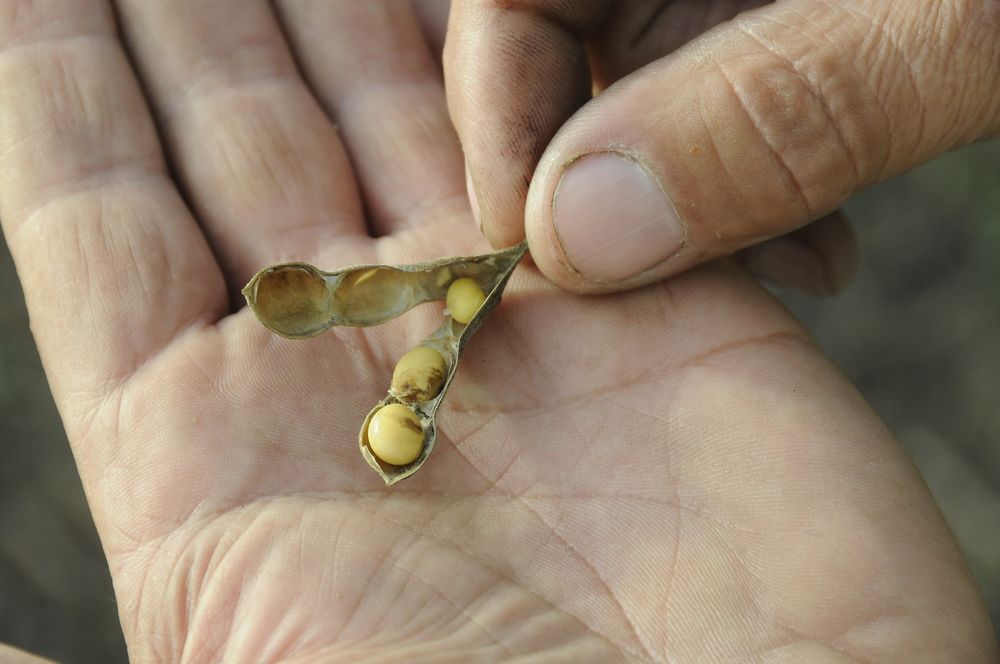 Soja: buena parte del grano se recoge con niveles de humedad elevados.