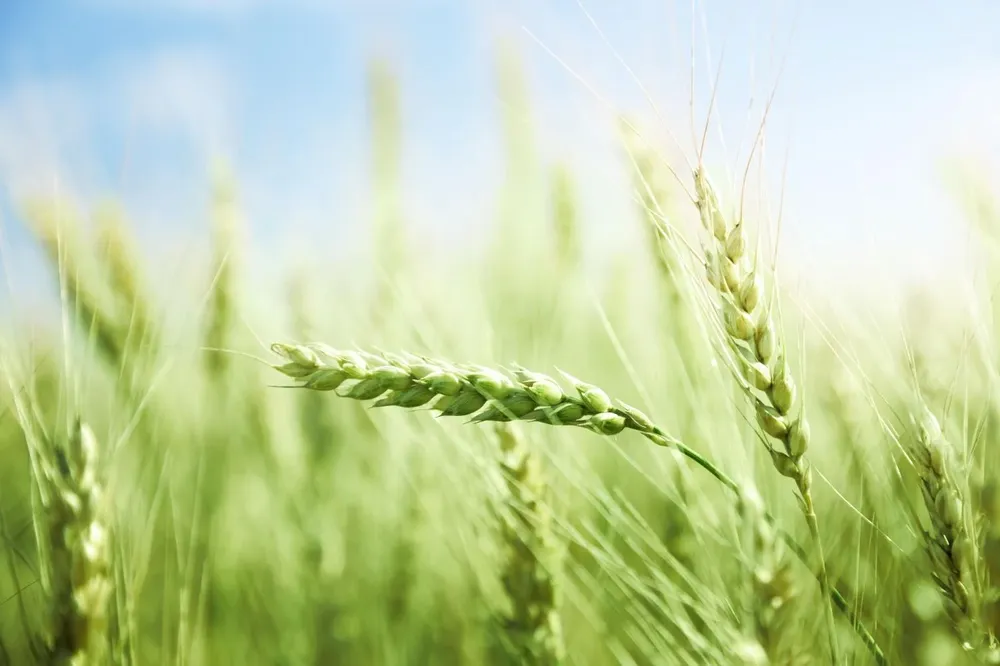 Cuidados sanitarios en trigo y cebada, un tema de alta relevancia.