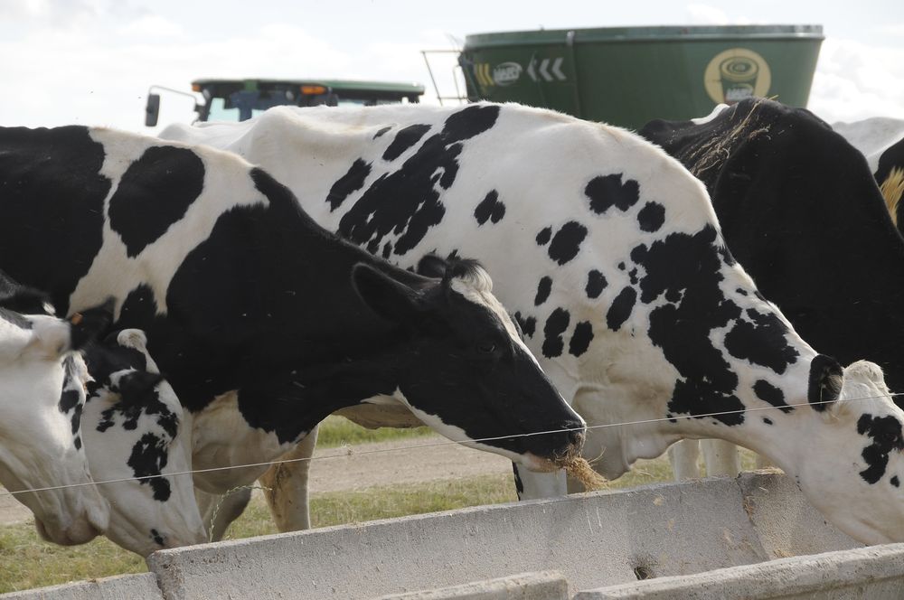Leche: producción récord en el último ejercicio medido por Dicose.