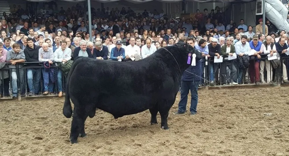 Toro Angus Reservado Senior expuesto por San Salvador y La Rubeta (Argentina)