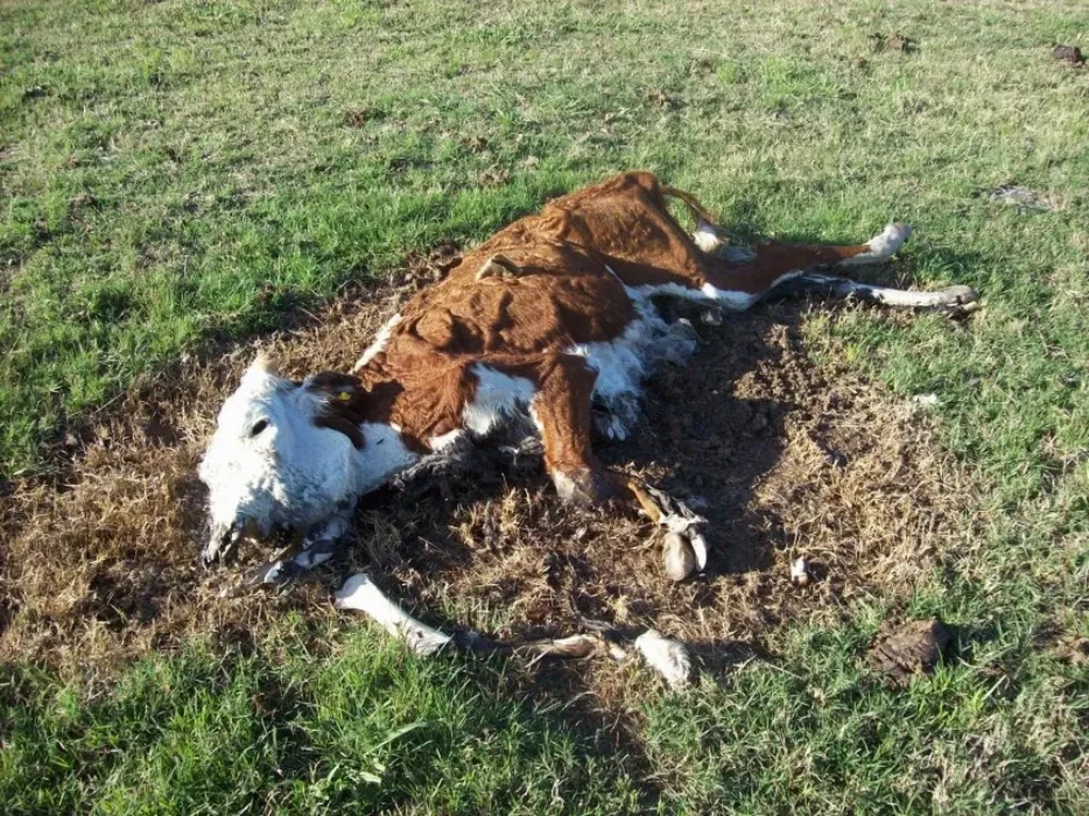 La sequía en algunas zonas llega a niveles críticos y provoca muerte de vacunos.
