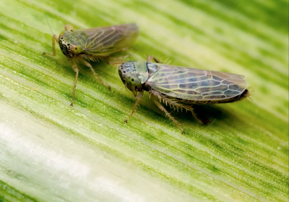 Chicharrita del maíz.