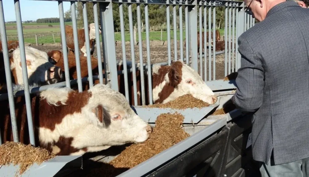 Los toritos que están en el corral pesan en promedio 360 kilos