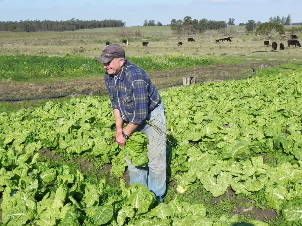 Cosecha de hortalizas de hoja.