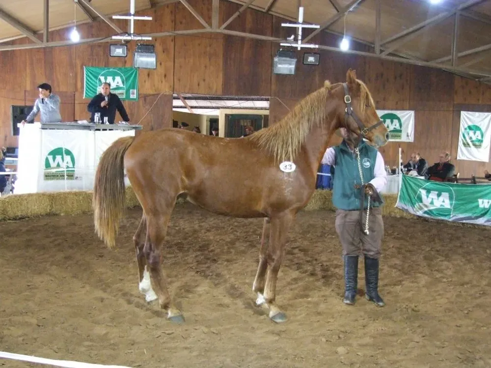 Remató el escritorio Walter Hugo Abelenda Negocios Rurales