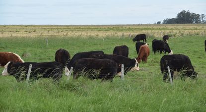 Compraventas de tierras: incremento de operaciones durante el primer semestre de este año.