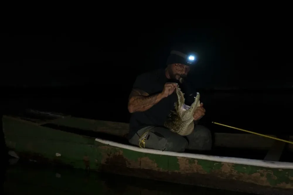 Los caimanes ponen sus huevos en zonas muy contaminadas, donde la temperatura del agua es más alta, lo que favorece el nacimiento de los machos, explica el biólogo Ricardo Freitas.