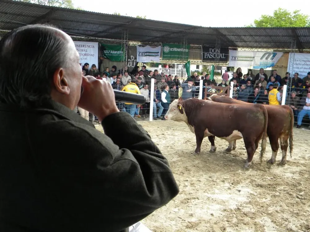 Daniel Dutra mientras remataba el primer lote de toros que ingresó ayer a la pista de Kiyú