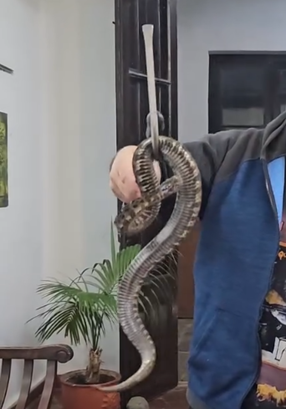 Rescataron a una yarará&nbsp;