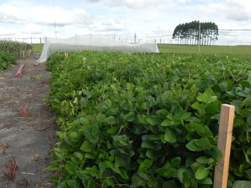 Así están los semilleros en el área de la estática
