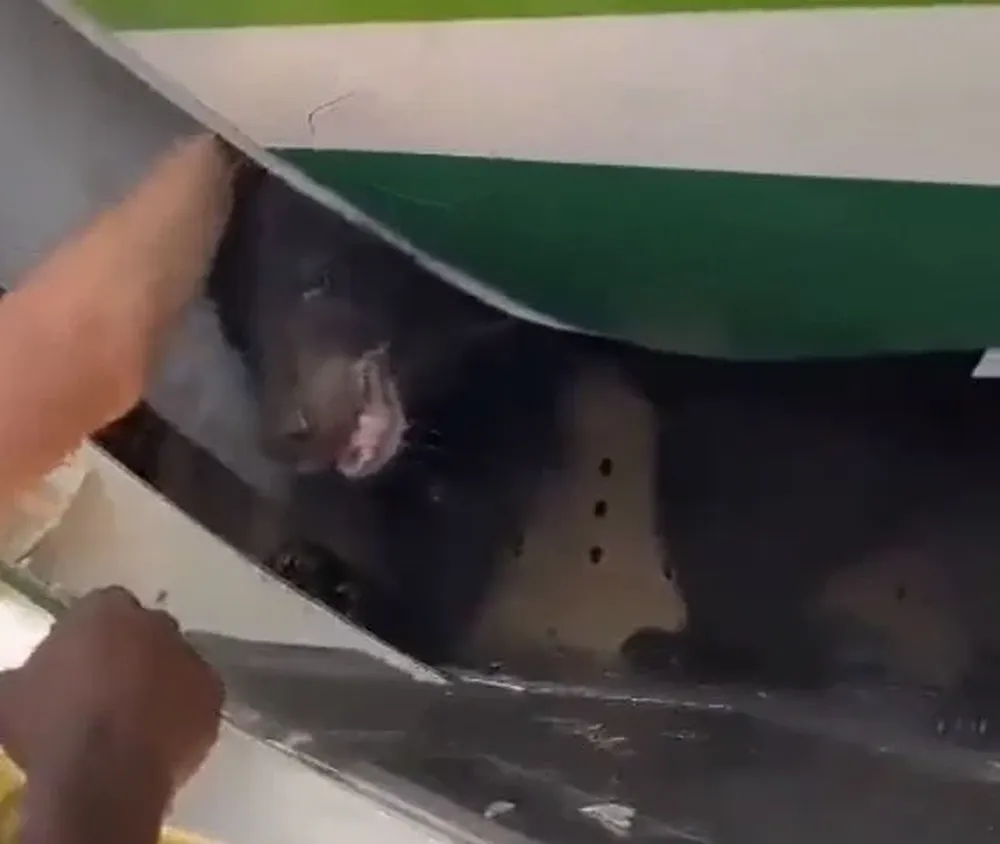 Oso se escapó en la bodega de un avión