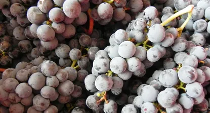 El Observador | 0005485501.webp