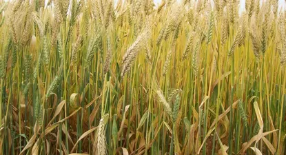 Ucrania y Rusia están detrás del 28% de las exportaciones mundiales de trigo