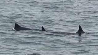 Delfines en la zona de La Barra de Punta del Este