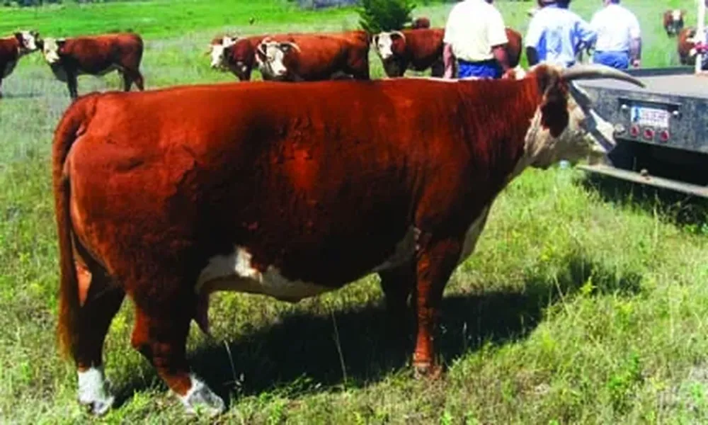 Hay datos interesantes del rodeo de EEUU