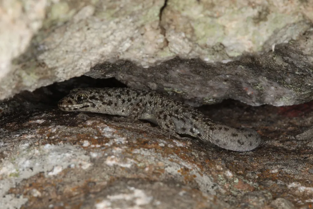 Un geko de las piedras (Homonota uruguayensis), típico de las serranías