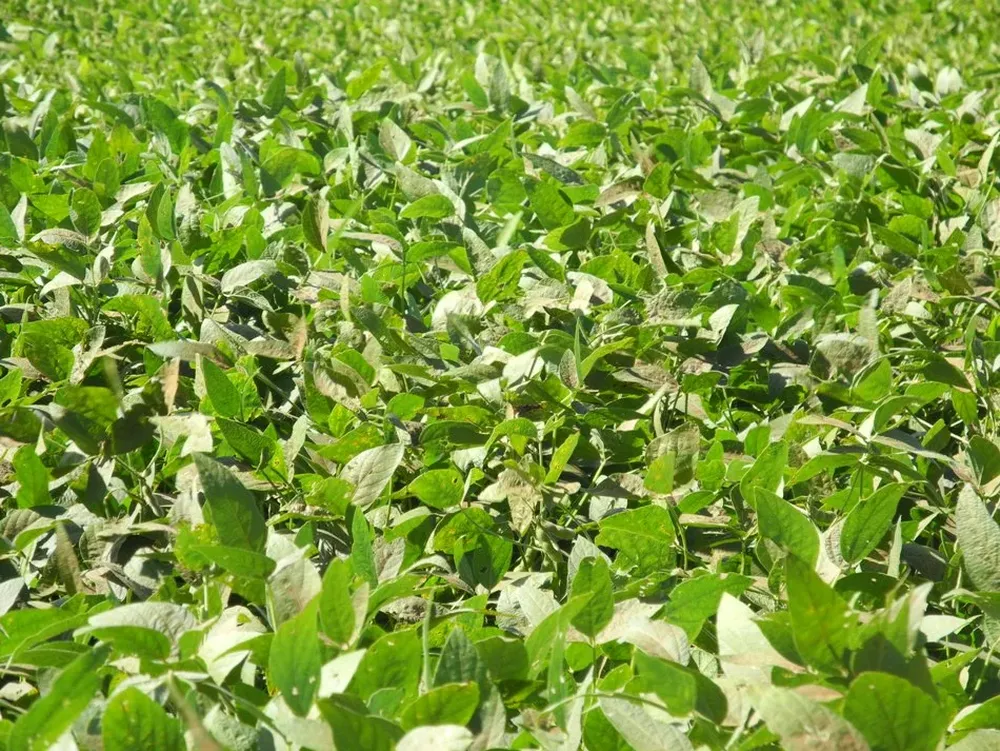 La oleaginosa se mueve