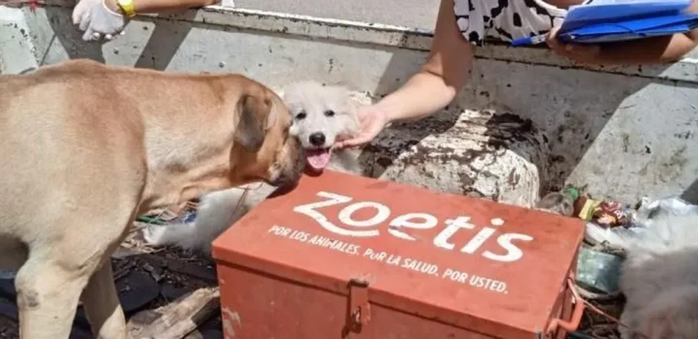 El plan piloto de control canino comenzó en noviembre de 2020.